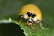 aziatisch lieveheersbeestje (harmonia axyridis) 6-2022 3664